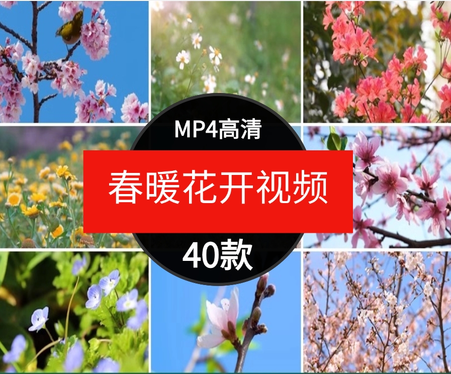 高清桃花梅花樱花朵自然植物春暖花开摄影特写抒情短视频剪辑素材-黑马创业网