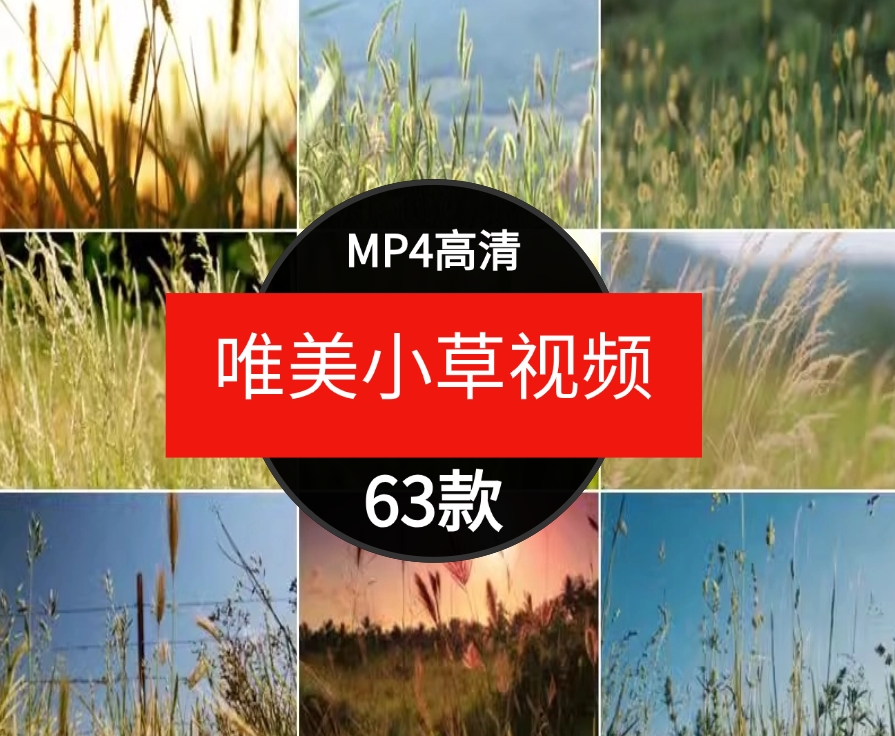 唯美小清新小草野草植物自然风景日落治愈系特写实拍视频素材-黑马创业网